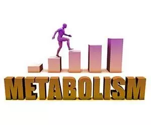 Metabolism 101