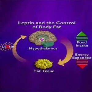 what-is-leptin