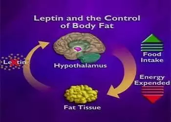 What is Leptin?