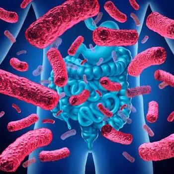 gut-health