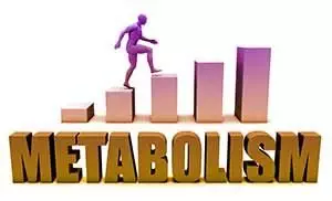 metabolism-101