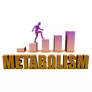 metabolism-101